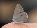 J16_1697 Small Blue.JPG